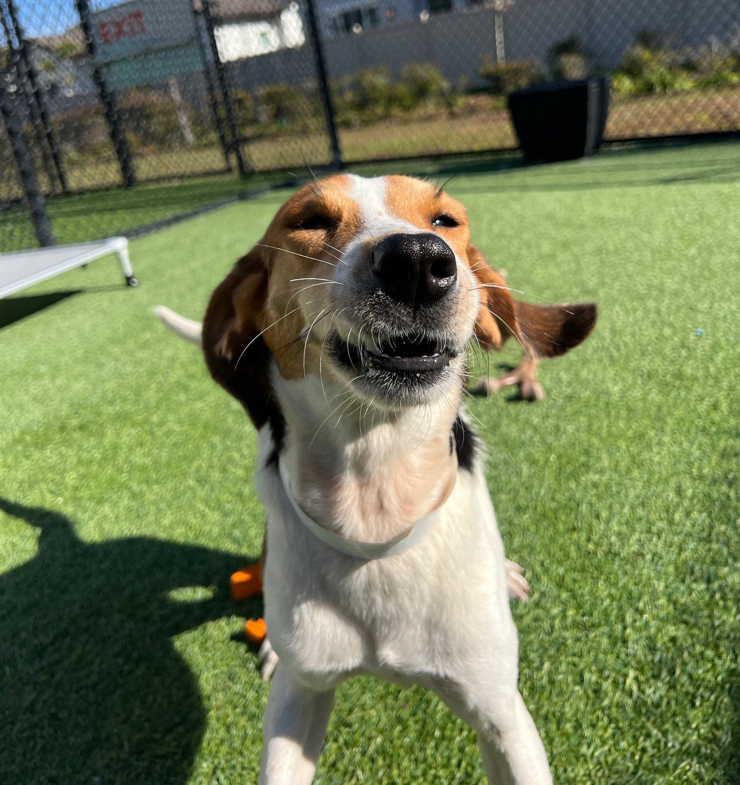 Happy Hound Rescued in Florida