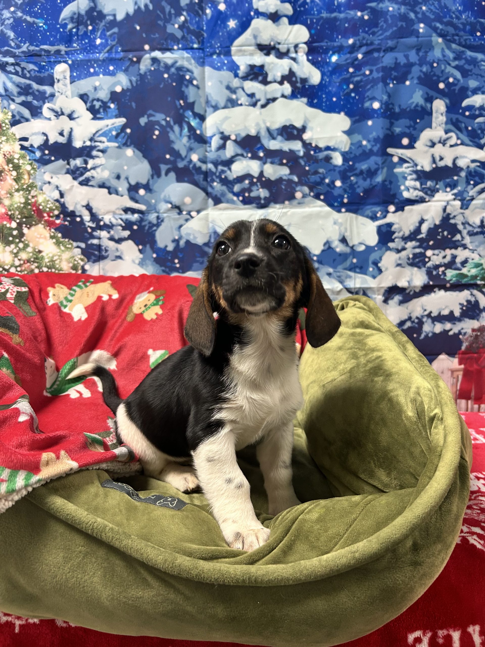 Abbie (4) Honey gets a treat!