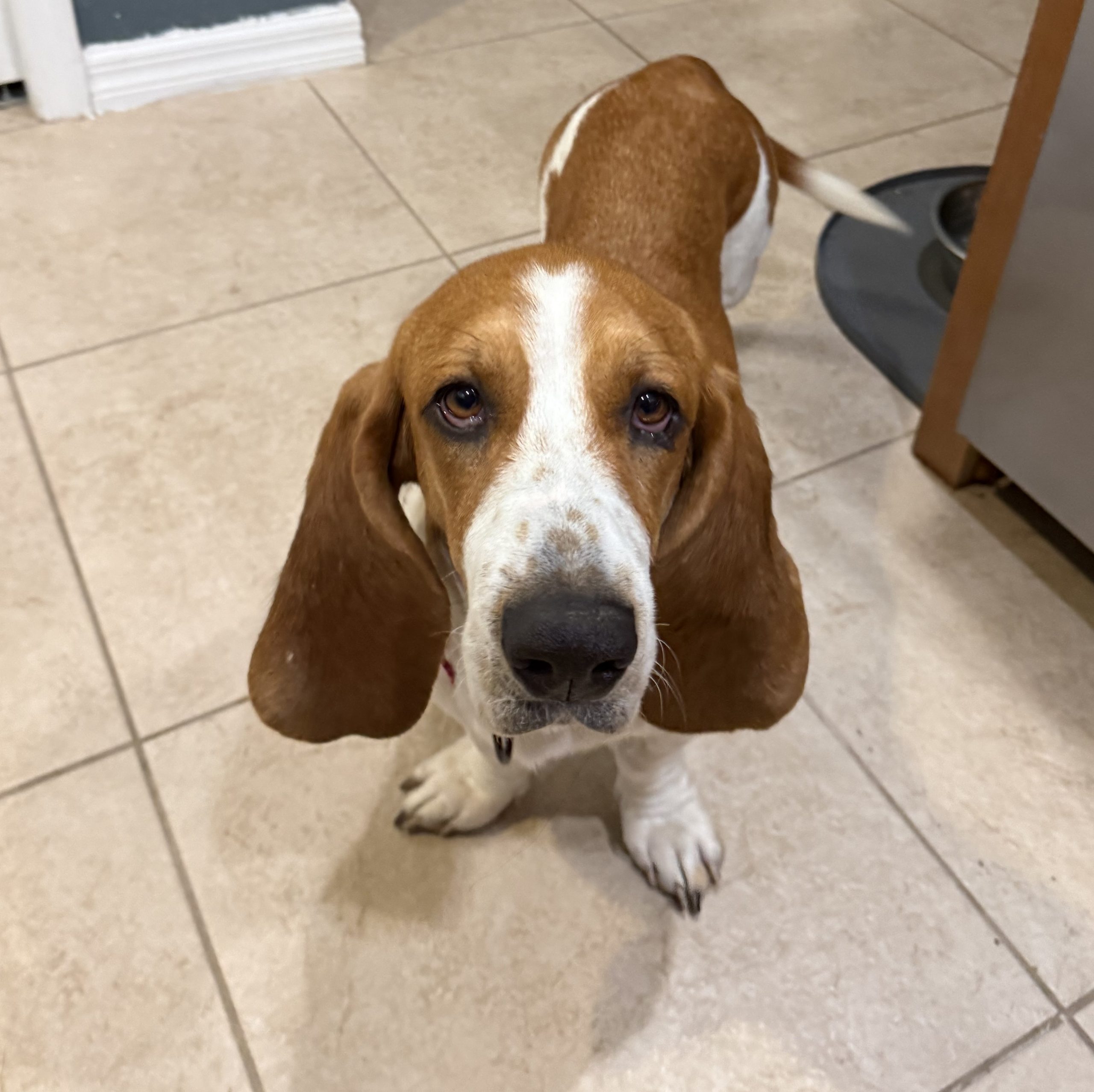 cordelia (3) Honey gets a treat!