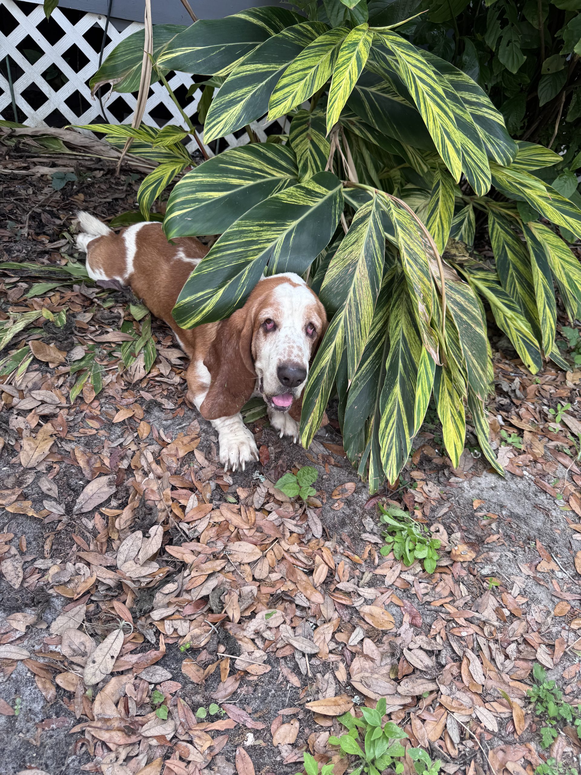 Beast, red and white basset hound resting under a leafy plant outdoors