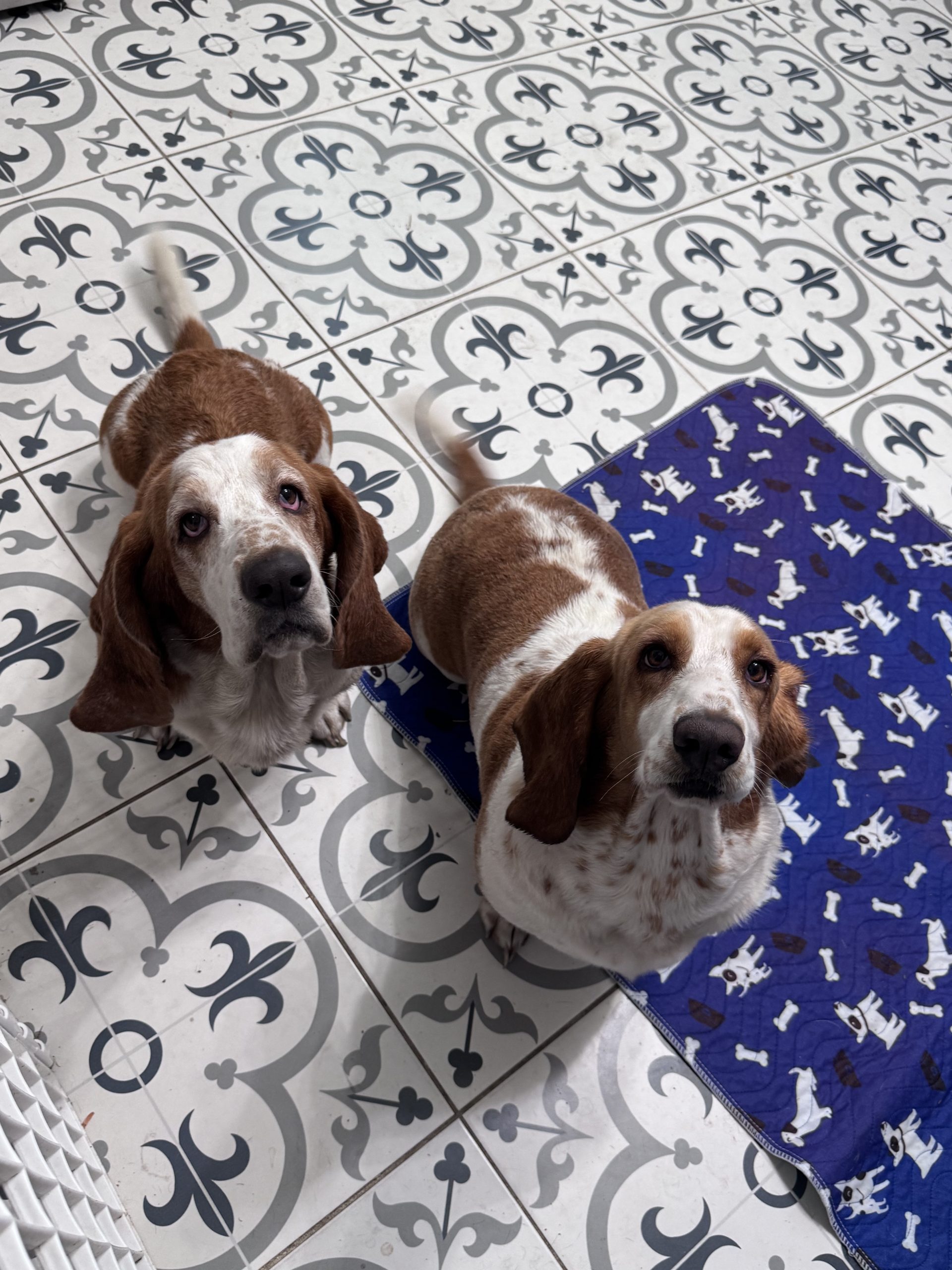 Beauty and Beast, bonded pair of red and white basset hounds sitting together indoors