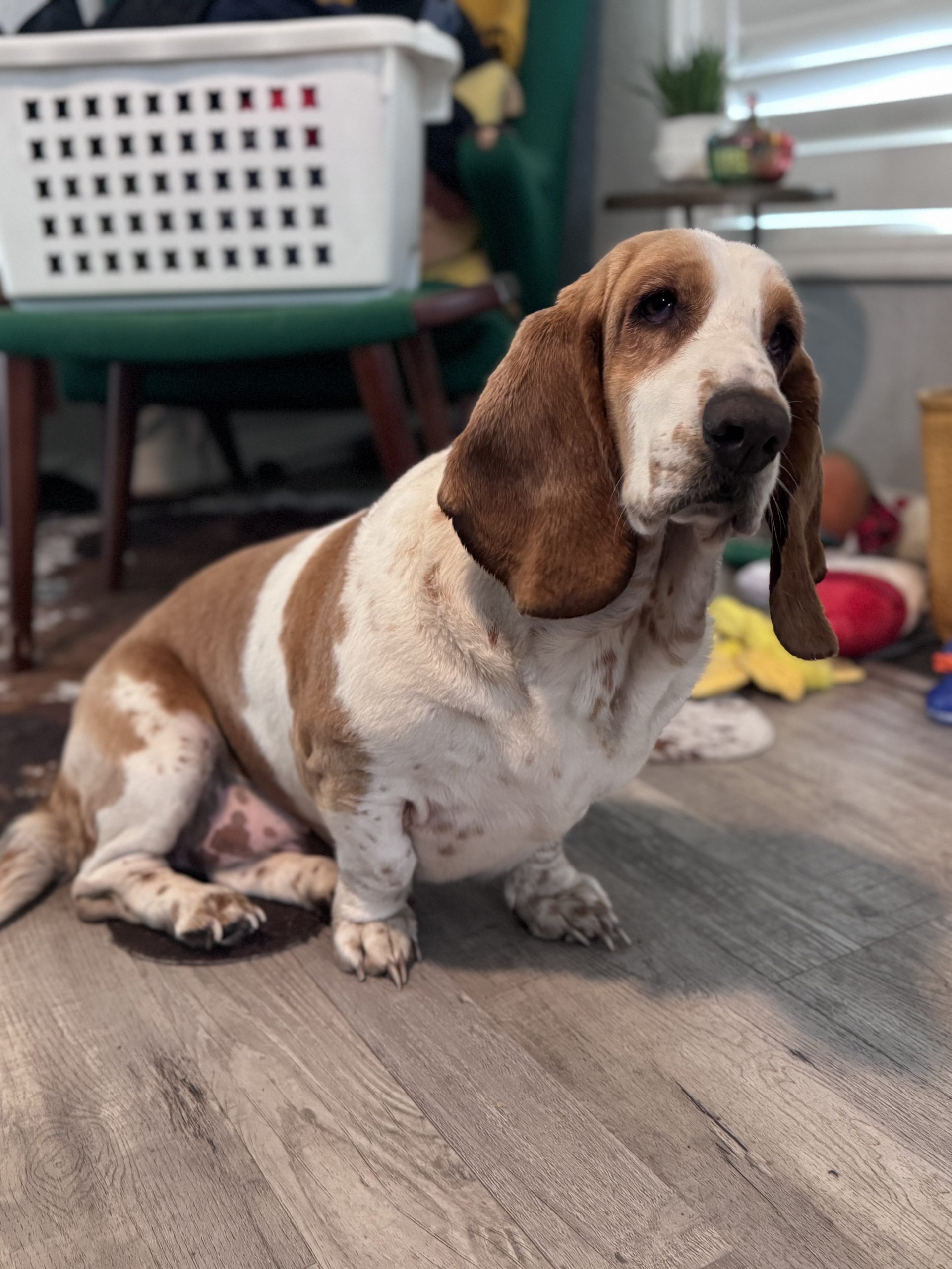 Beauty, red and white basset hound sitting indoors on a wooden floor