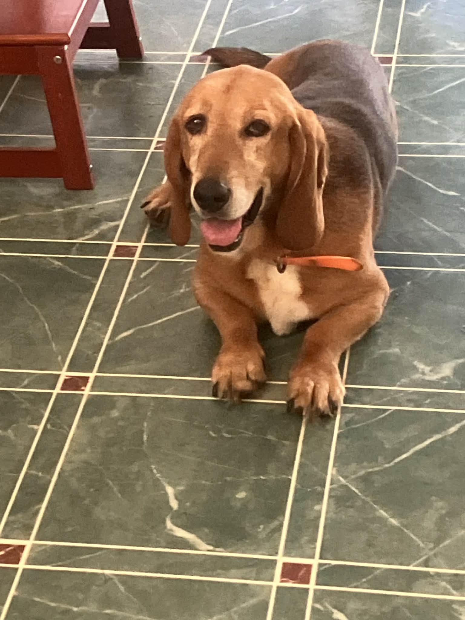 Daisy, brown basset hound mix walking in a backyard near plants