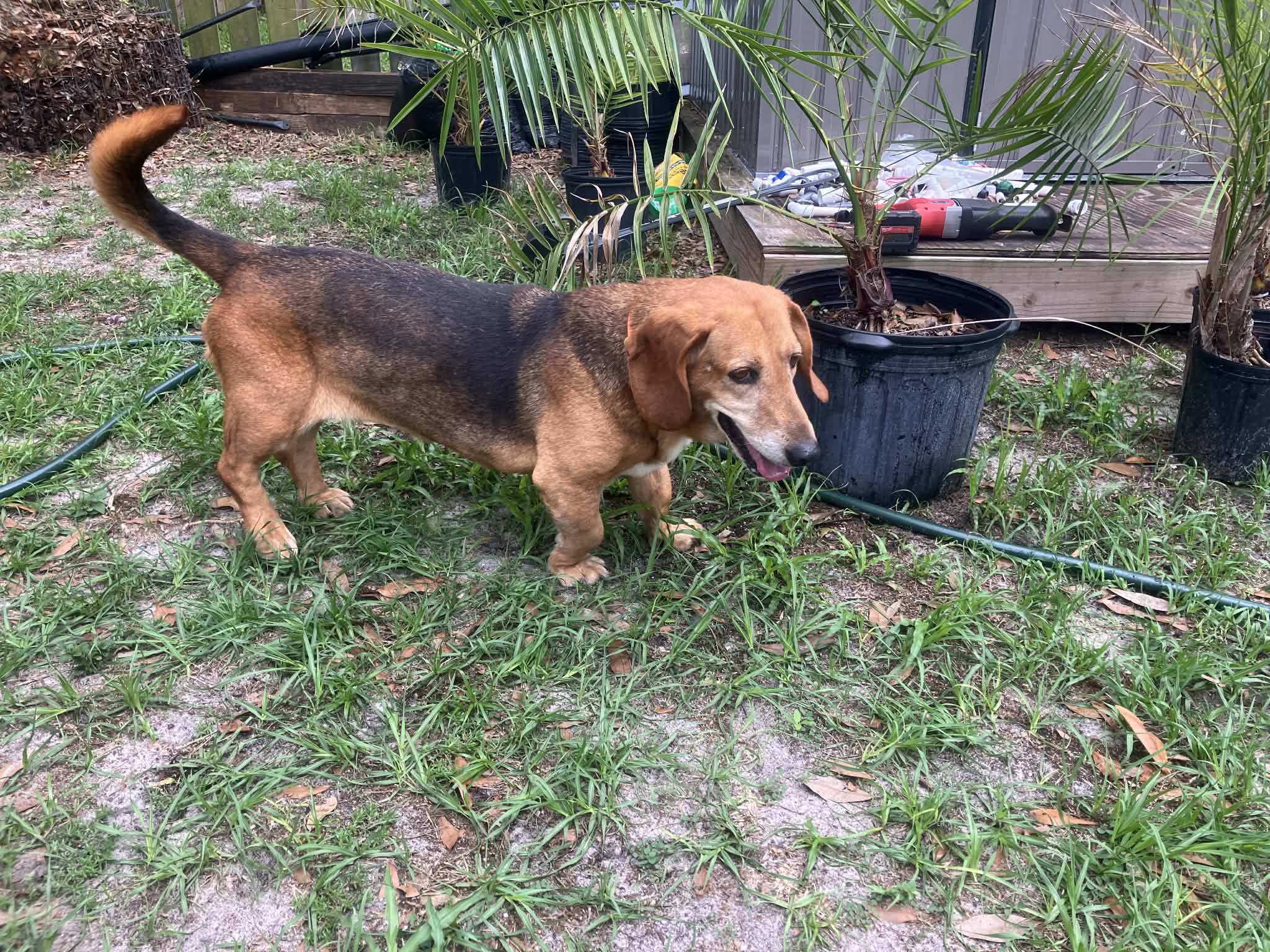 Daisy, brown basset hound mix walking in a backyard near plants