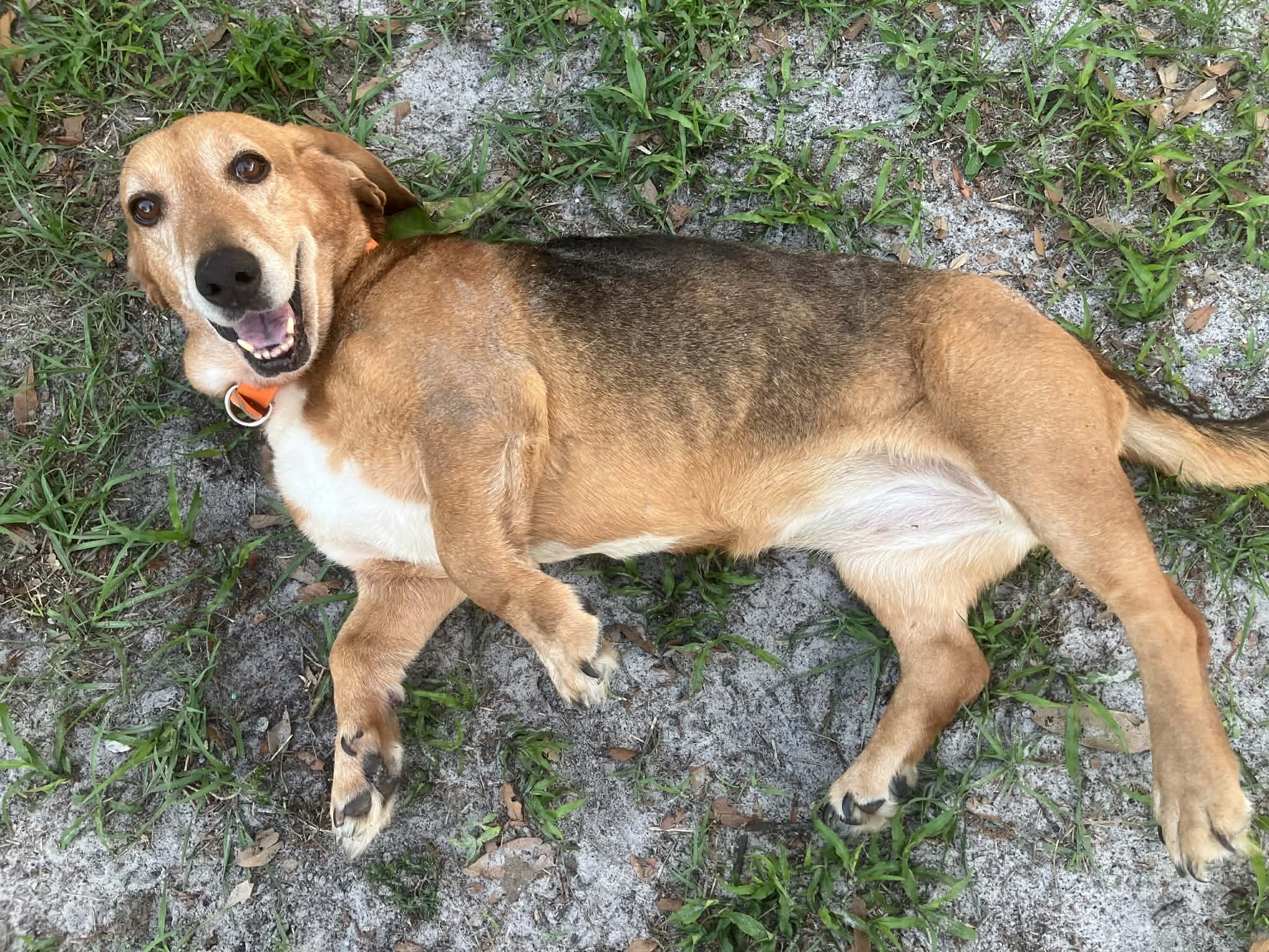 Daisy, friendly basset hound mix lying on grass with a happy expression
