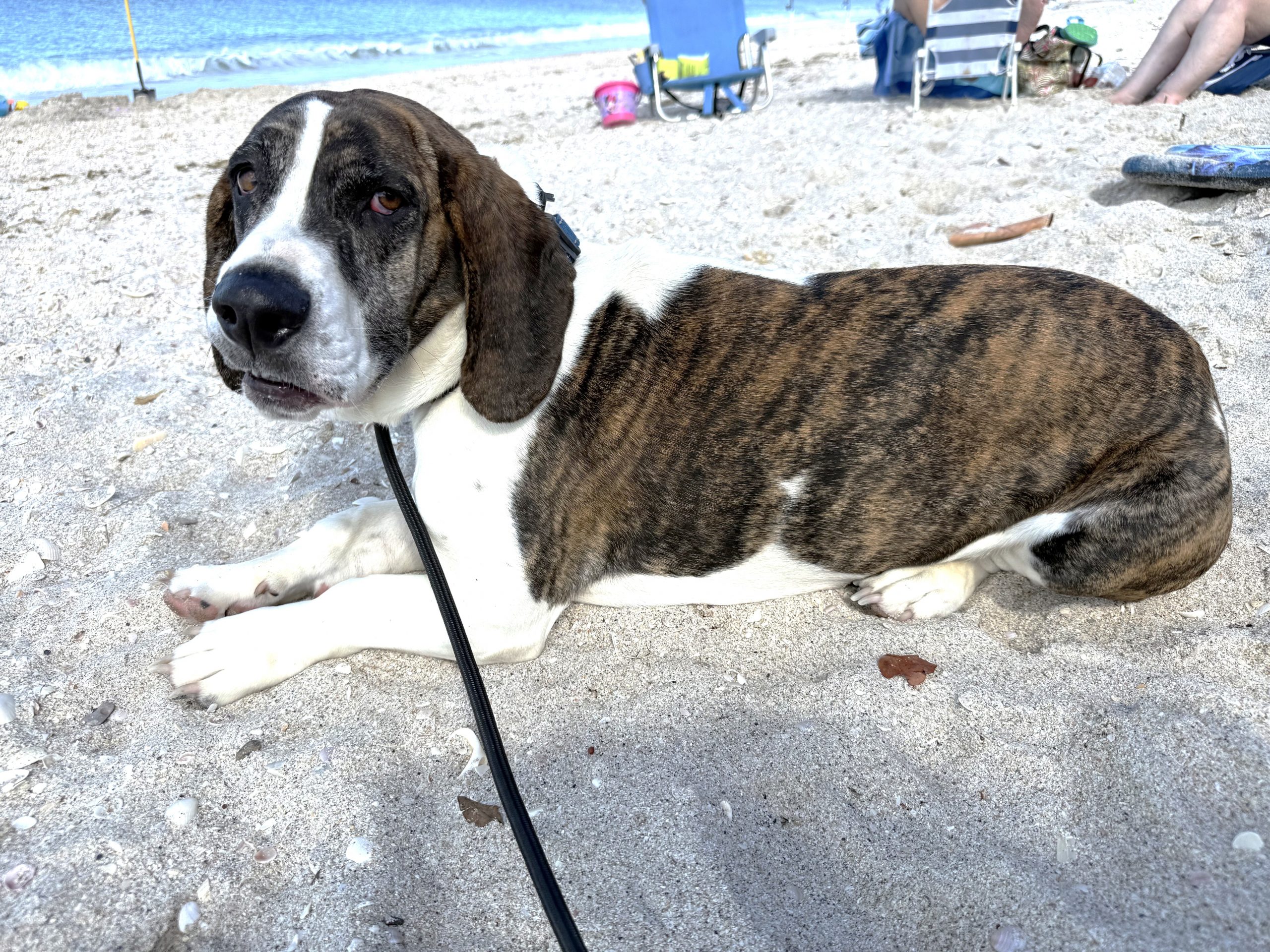 Winston, calm brindle basset hound mix lying on sand at the beach