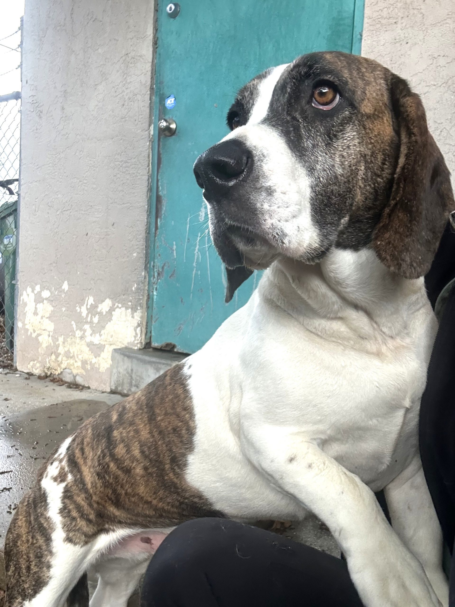 Winston, gentle brindle basset mix leaning on a person near a shelter door