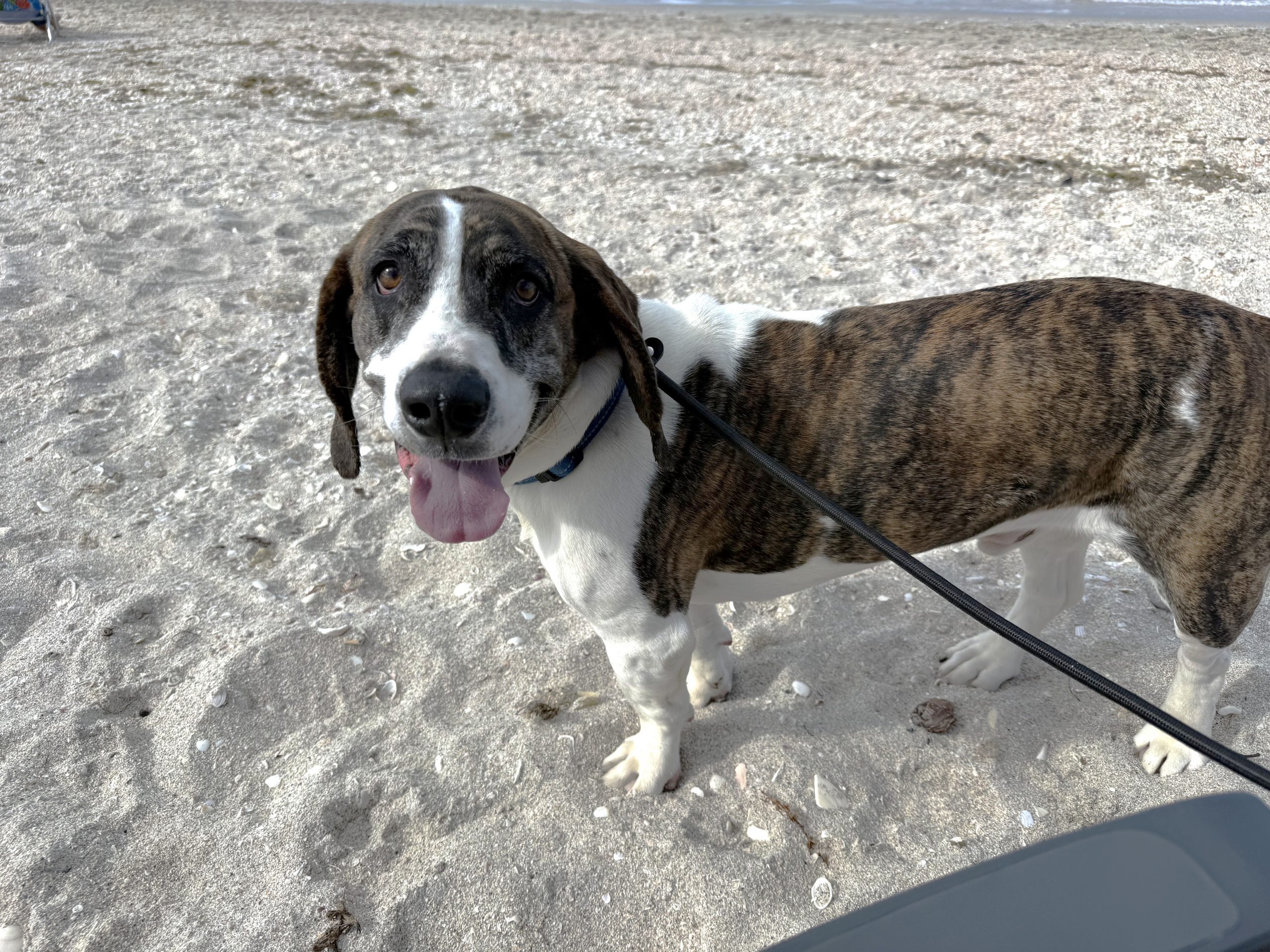 Winston, friendly brindle and white basset mix smiling on a Florida beach