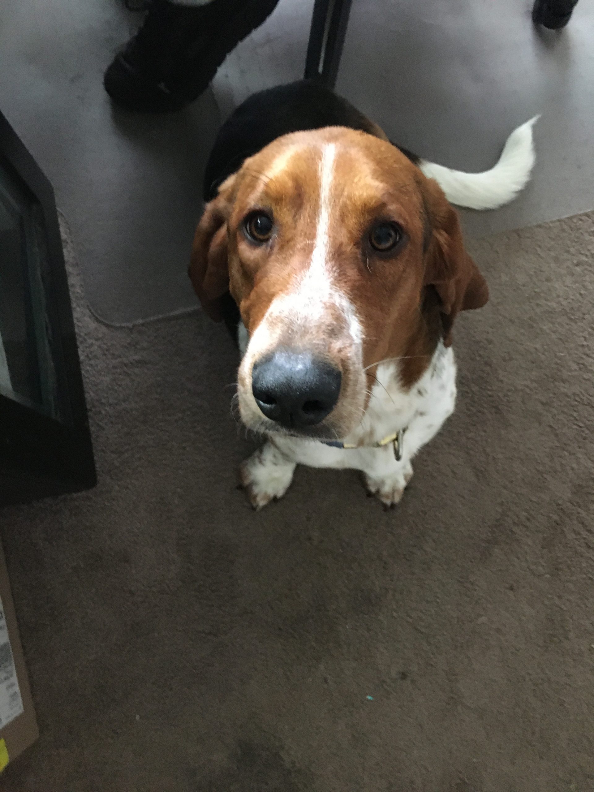 Daisy, brown basset hound mix walking in a backyard near plants
