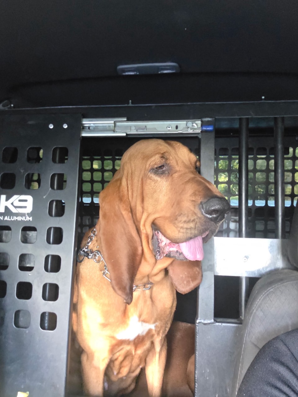 Winston, calm brindle basset hound mix lying on sand at the beach