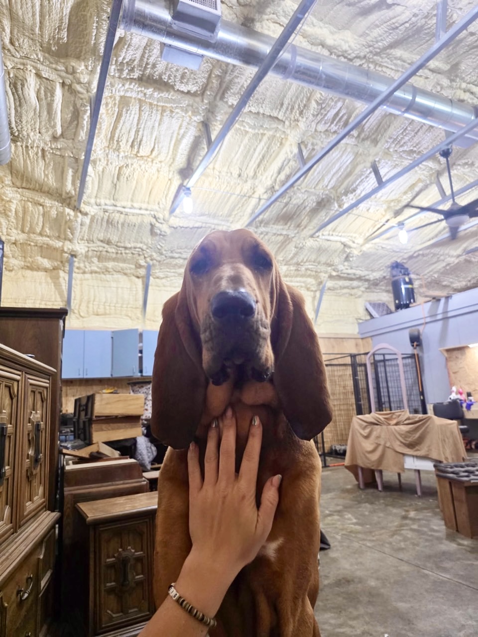 Winston, friendly brindle and white basset mix smiling on a Florida beach
