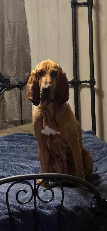 Winston, gentle brindle basset mix leaning on a person near a shelter door