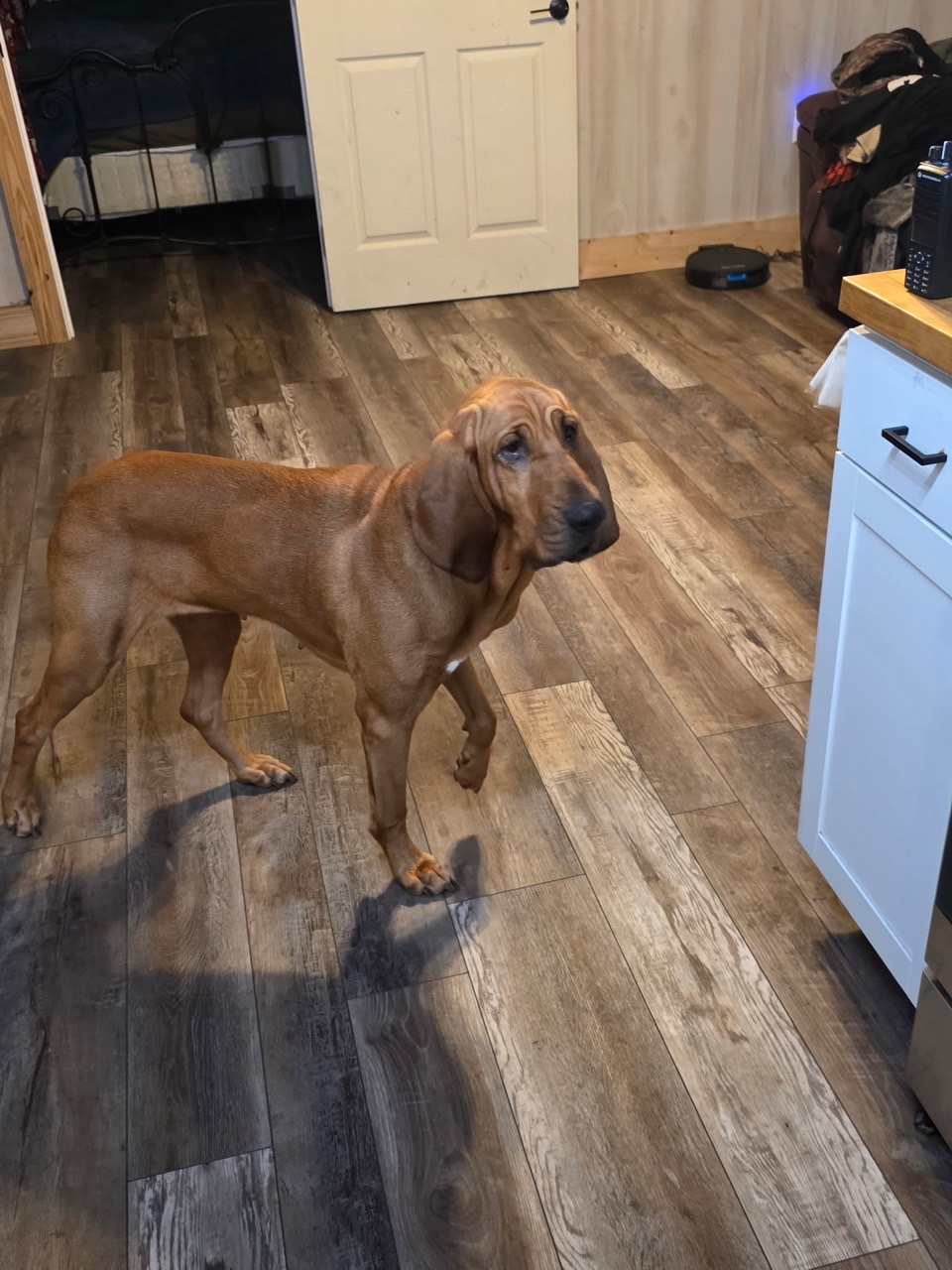 Winston, affectionate basset mix with brindle coat enjoying chin scratches