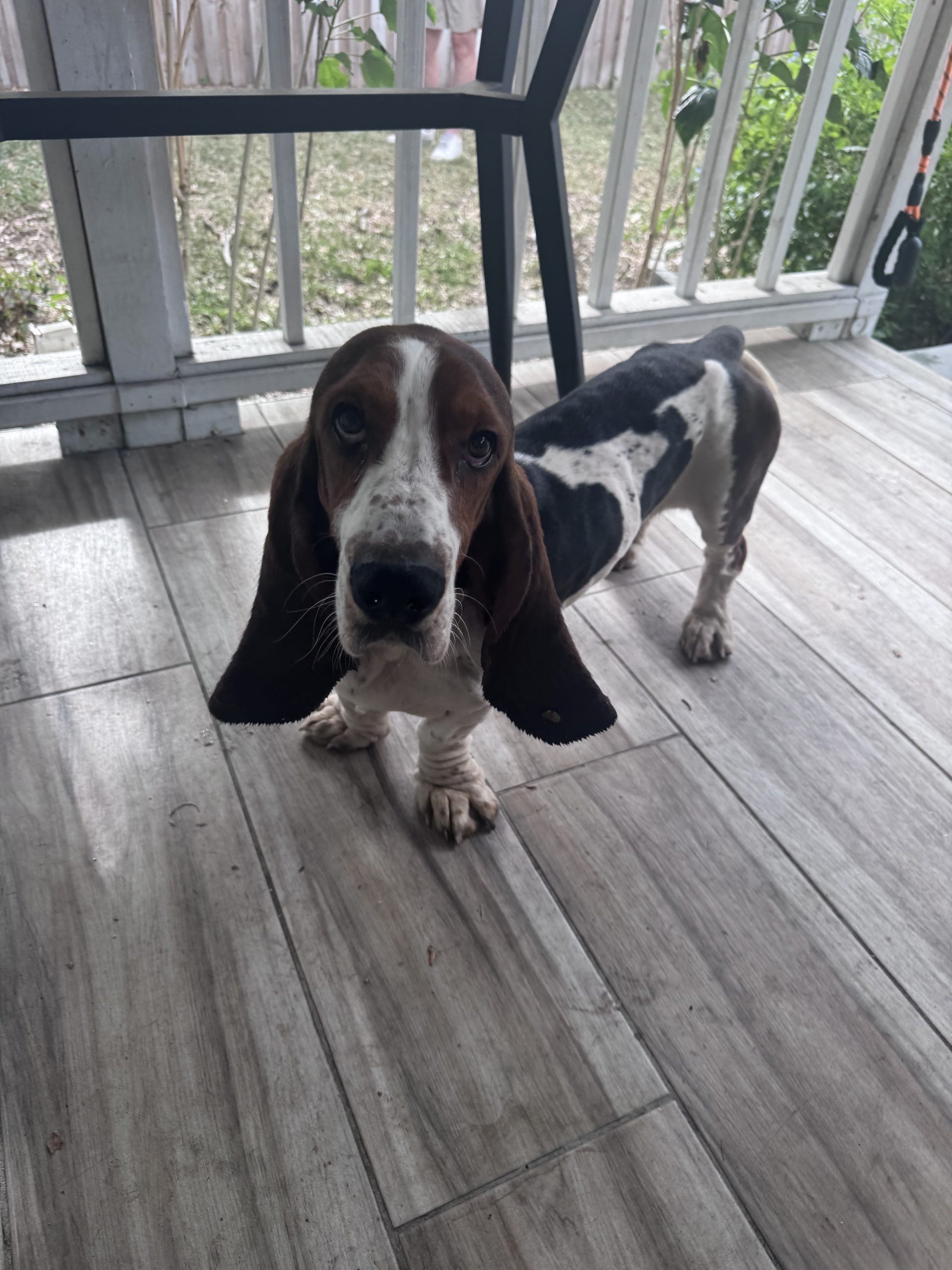 Daisy, friendly basset hound mix lying on grass with a happy expression