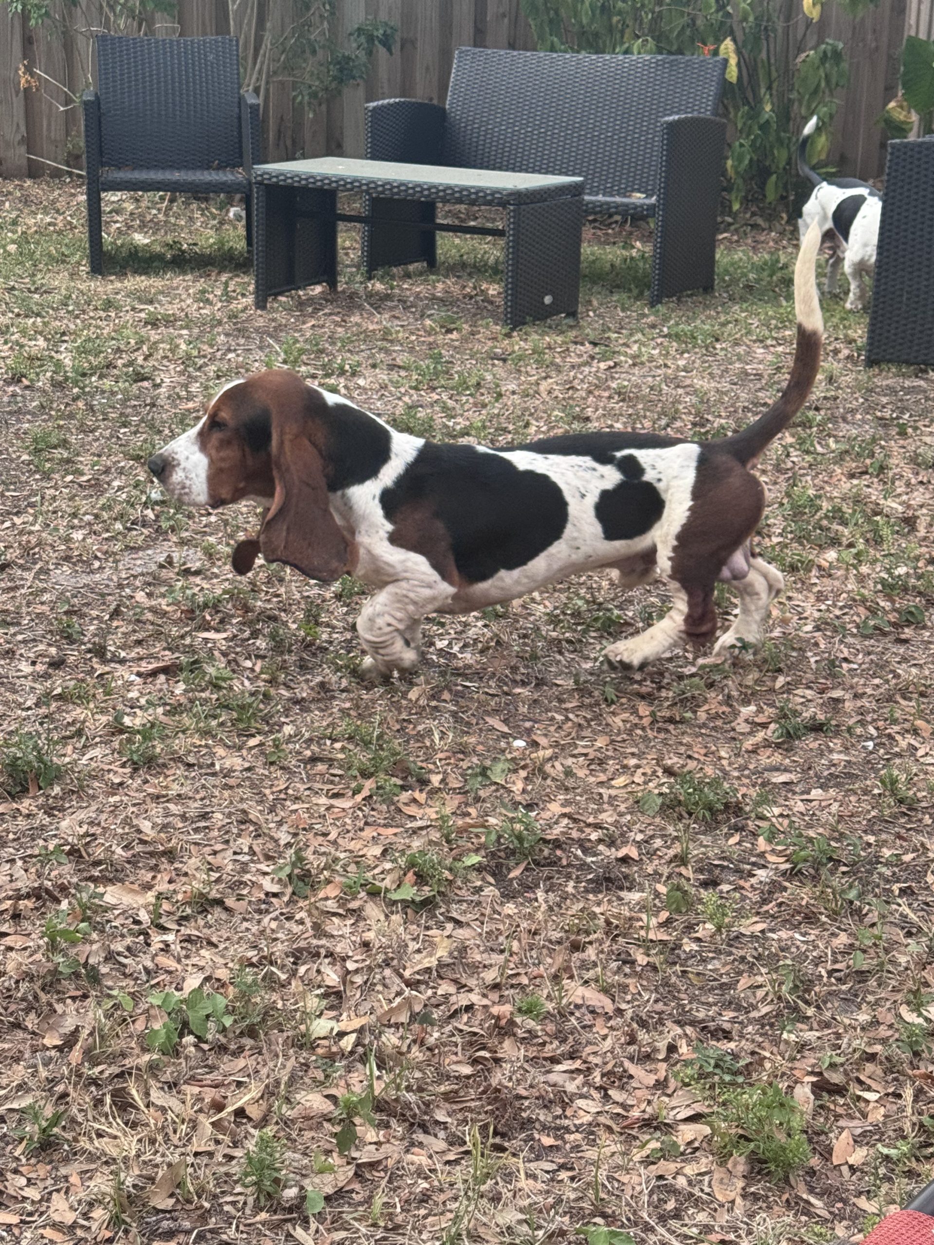 Daisy, brown basset hound mix walking in a backyard near plants