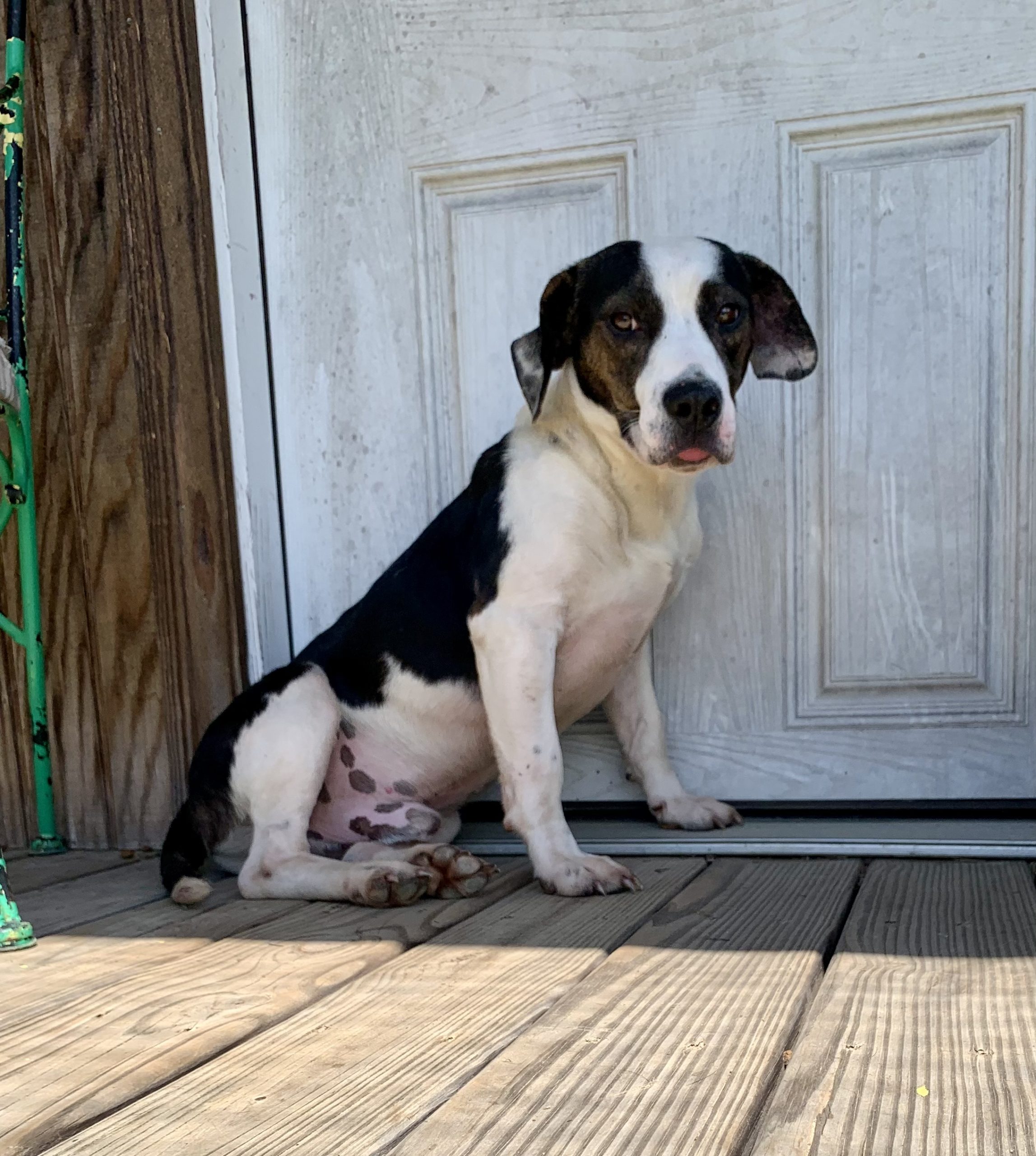 Beauty, red and white basset hound sitting indoors on a wooden floor