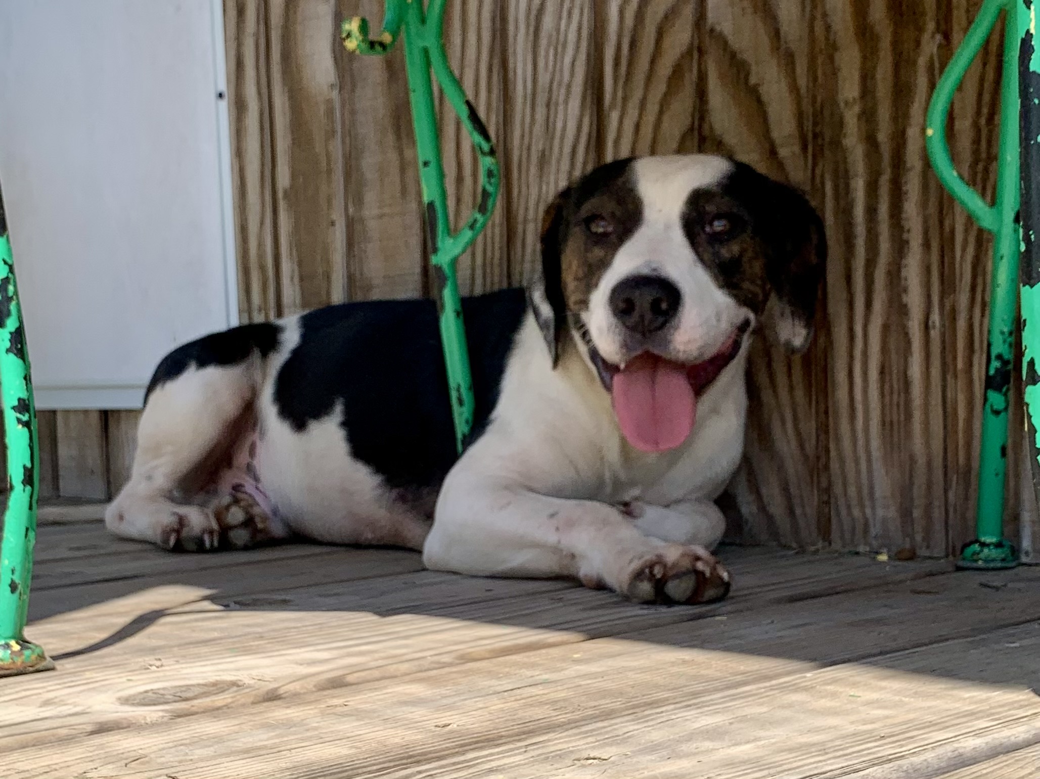 Beast, red and white basset hound resting under a leafy plant outdoors