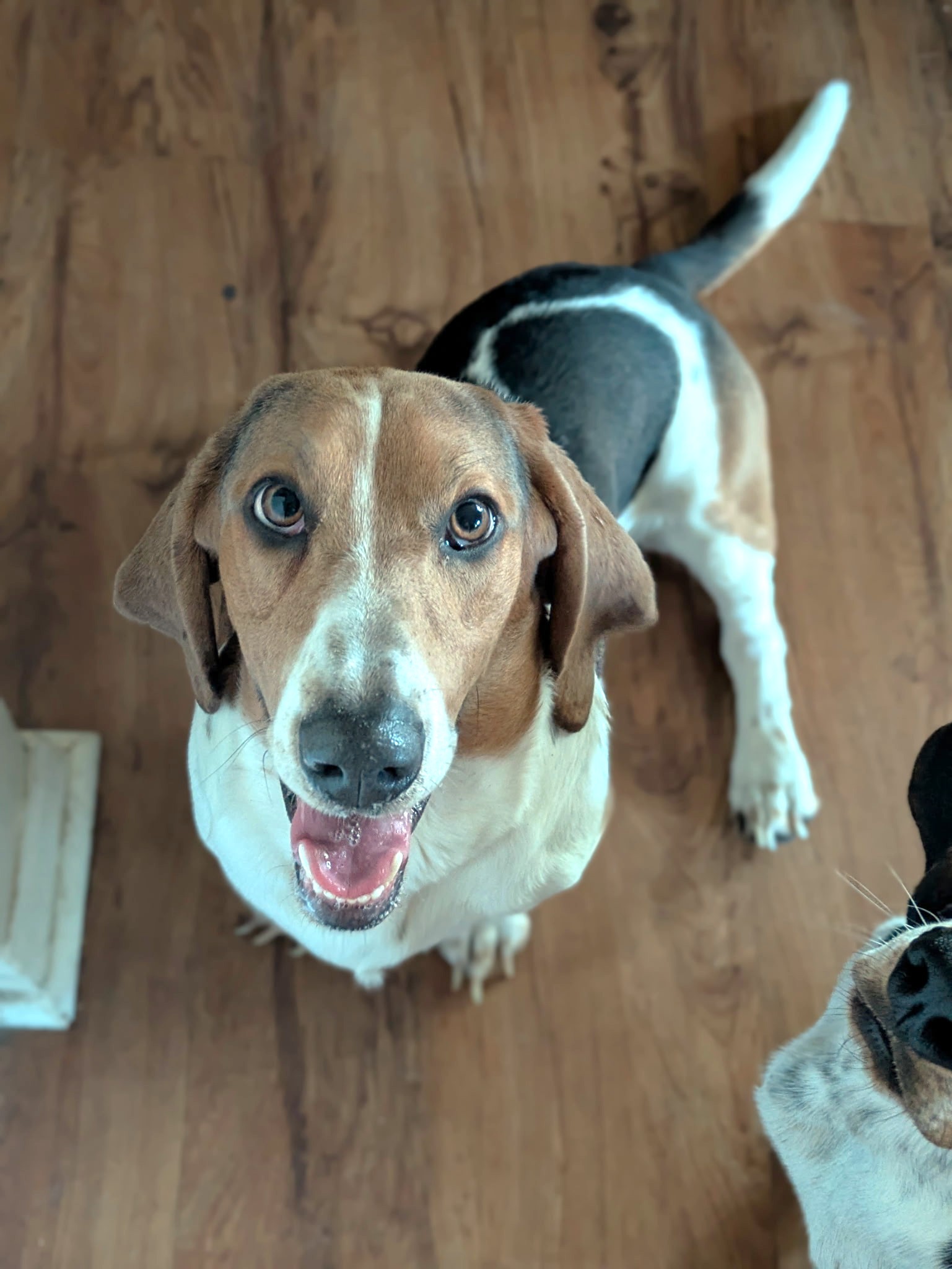 Otis image 1