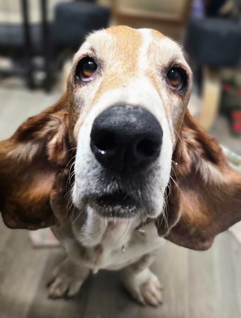 Lilly